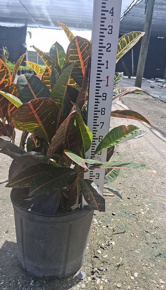 codiaeum-variegatum-petra-croton