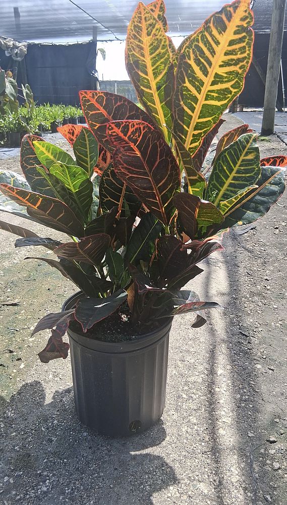 codiaeum-variegatum-petra-croton