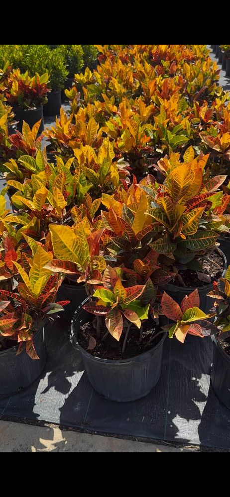 codiaeum-variegatum-petra-croton