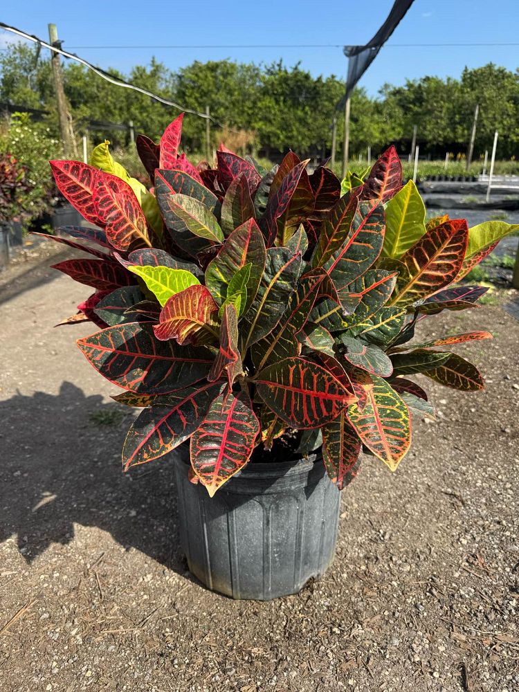 codiaeum-variegatum-petra-croton