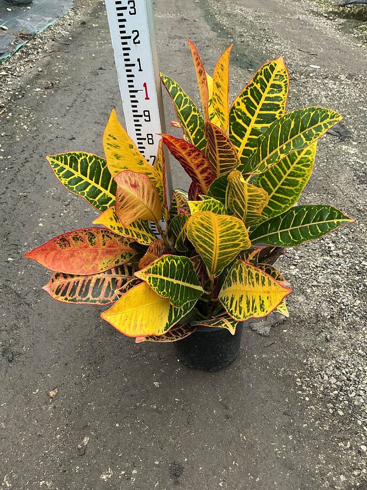 codiaeum-variegatum-petra-croton