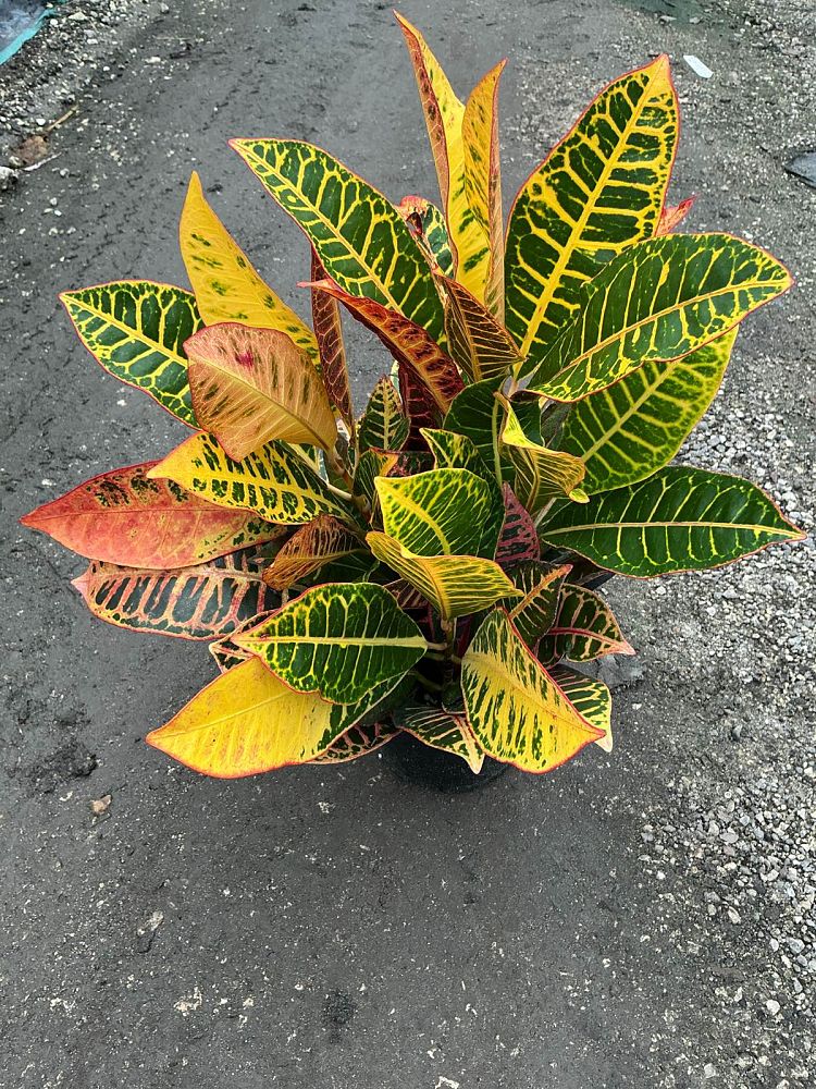 codiaeum-variegatum-petra-croton