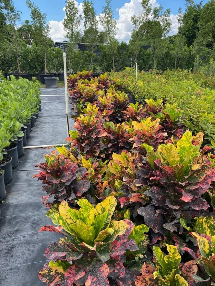 codiaeum-variegatum-petra-croton