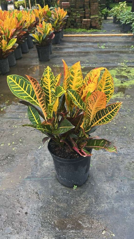 codiaeum-variegatum-petra-croton