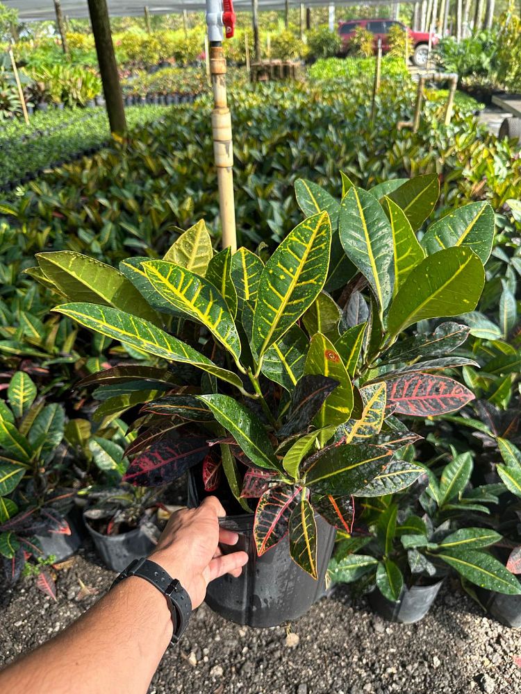 codiaeum-variegatum-petra-croton