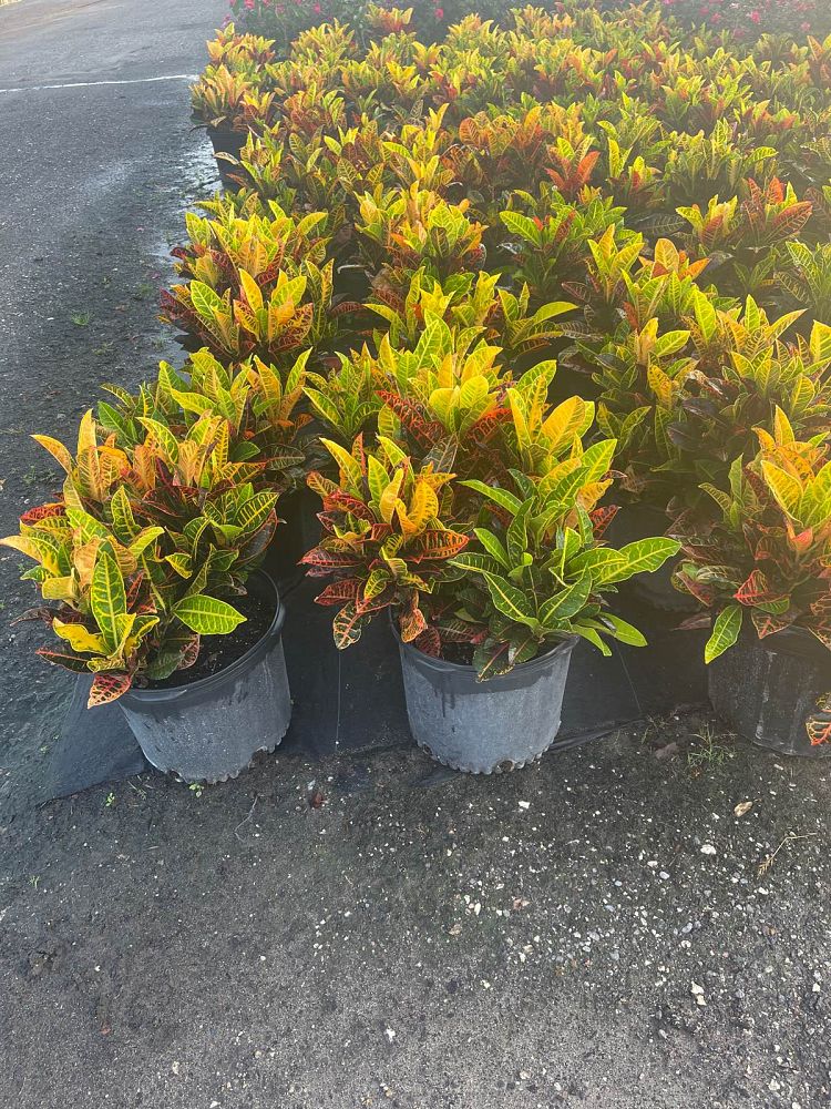 codiaeum-variegatum-petra-croton