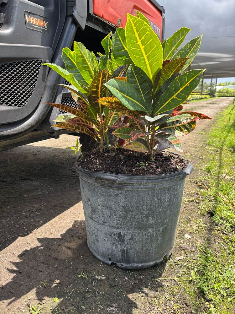 codiaeum-variegatum-petra-croton