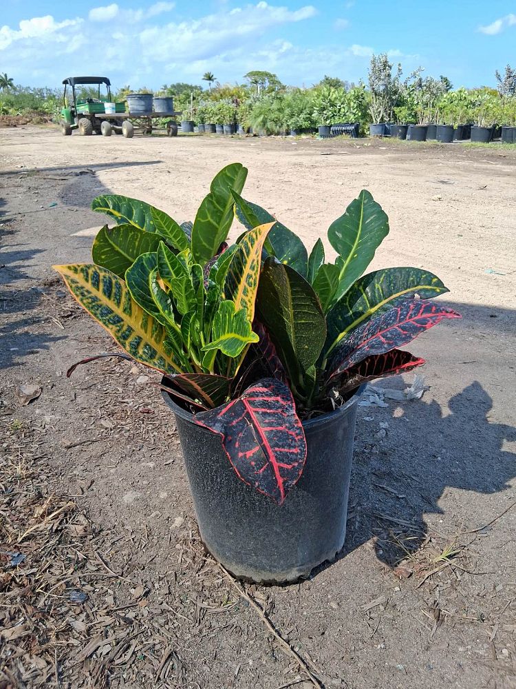 codiaeum-variegatum-petra-croton