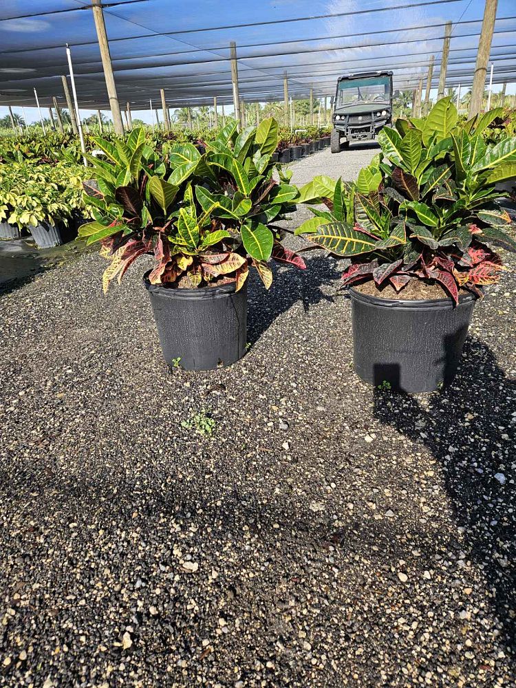 codiaeum-variegatum-petra-croton
