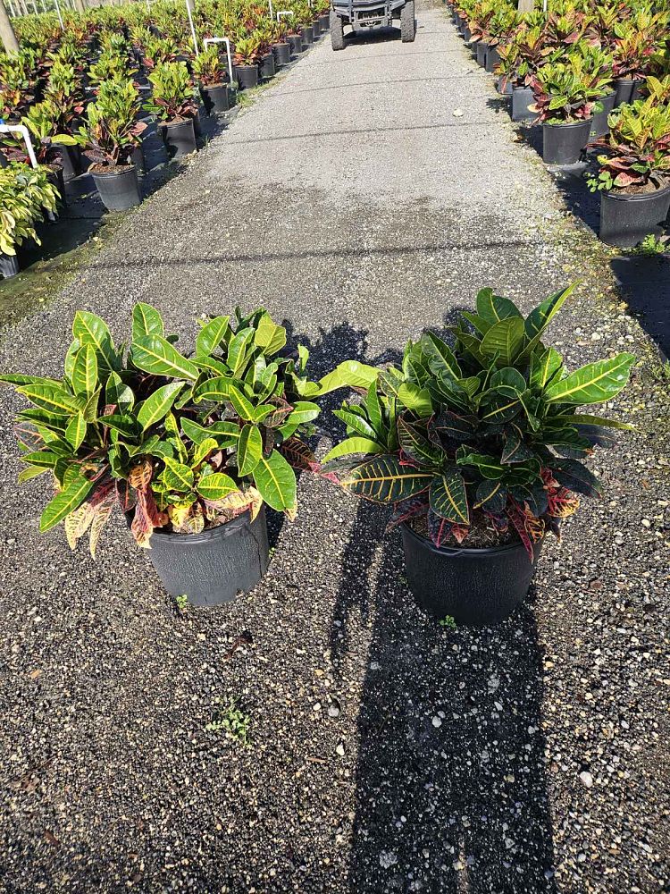 codiaeum-variegatum-petra-croton