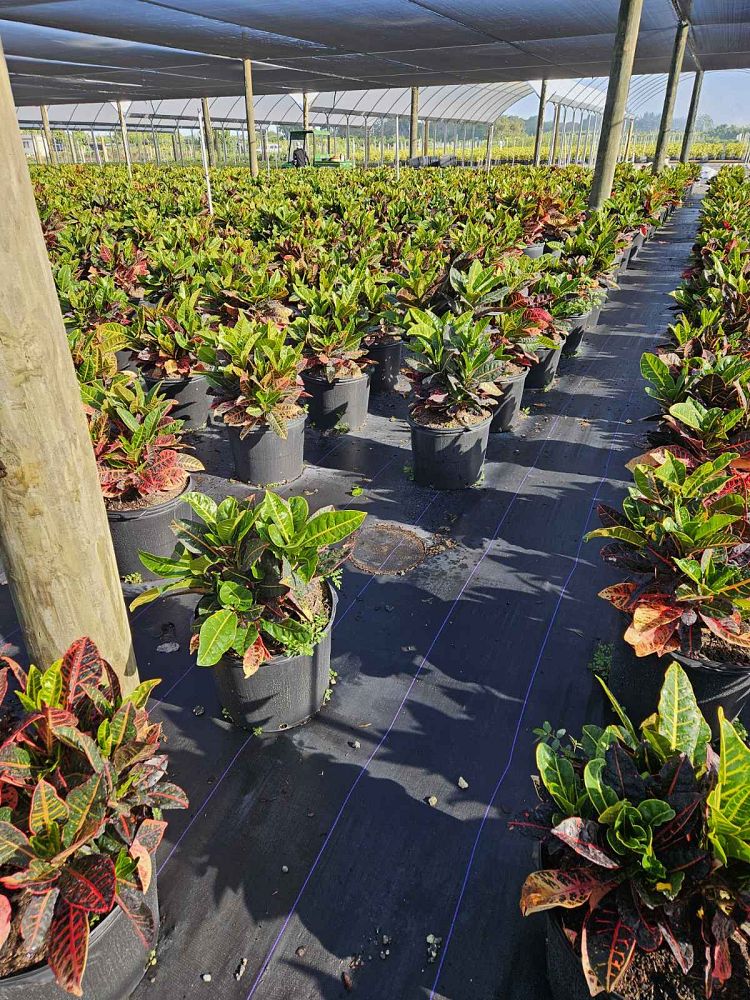 codiaeum-variegatum-petra-croton