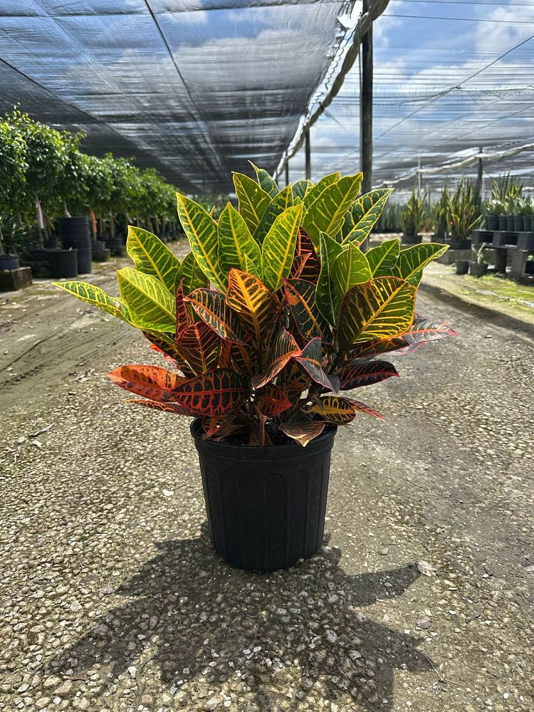 codiaeum-variegatum-petra-croton