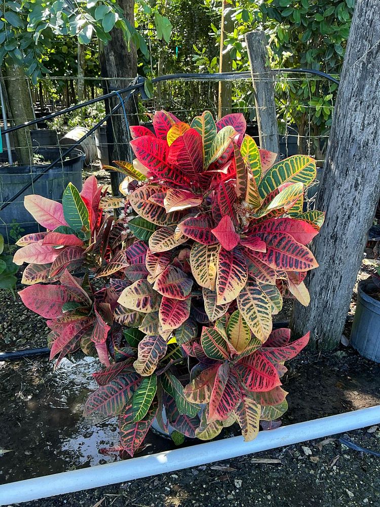 codiaeum-variegatum-petra-croton