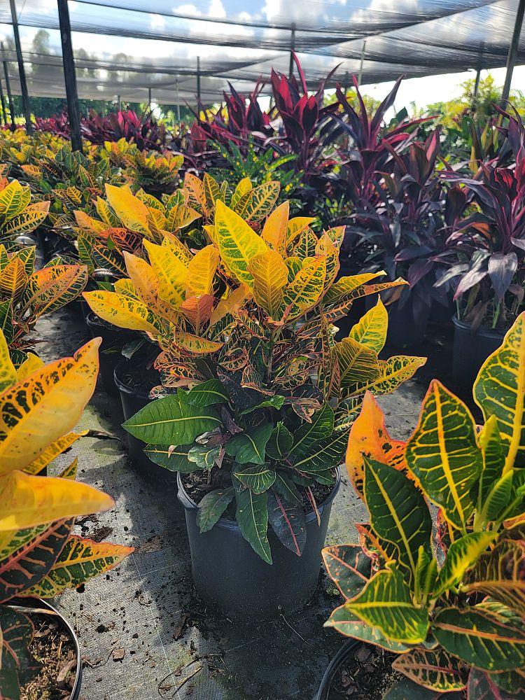 codiaeum-variegatum-petra-croton