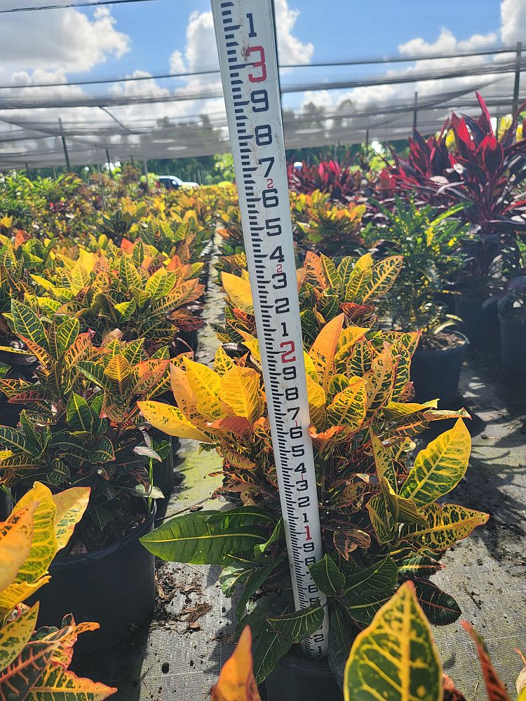 codiaeum-variegatum-petra-croton