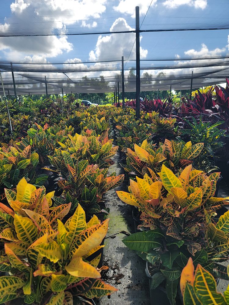 codiaeum-variegatum-petra-croton