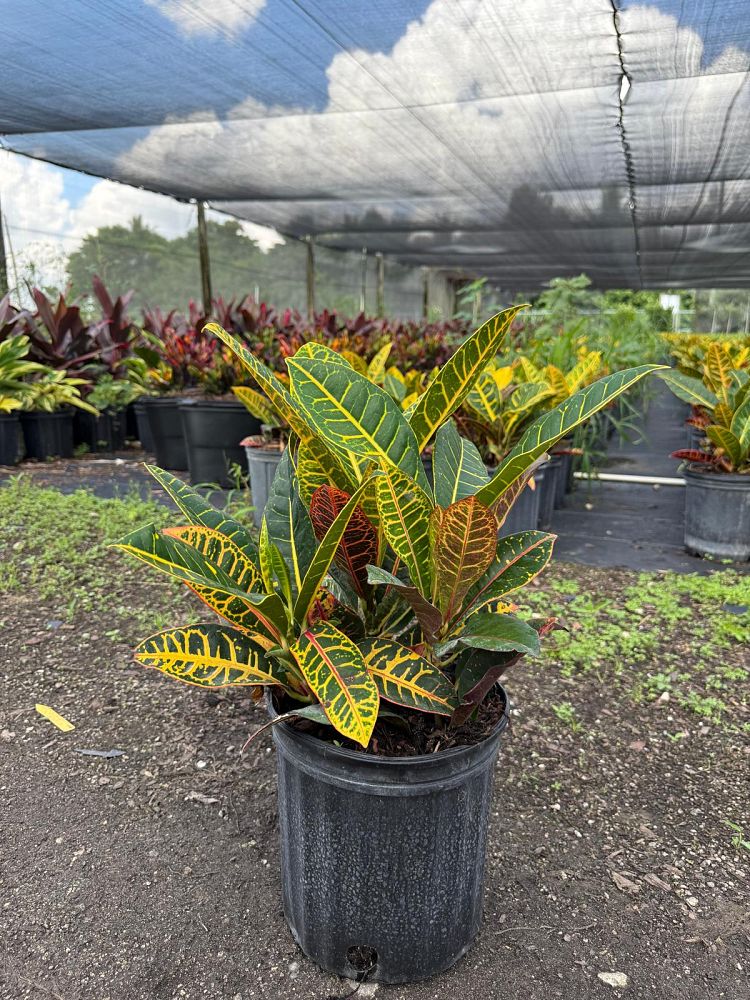 codiaeum-variegatum-petra-croton