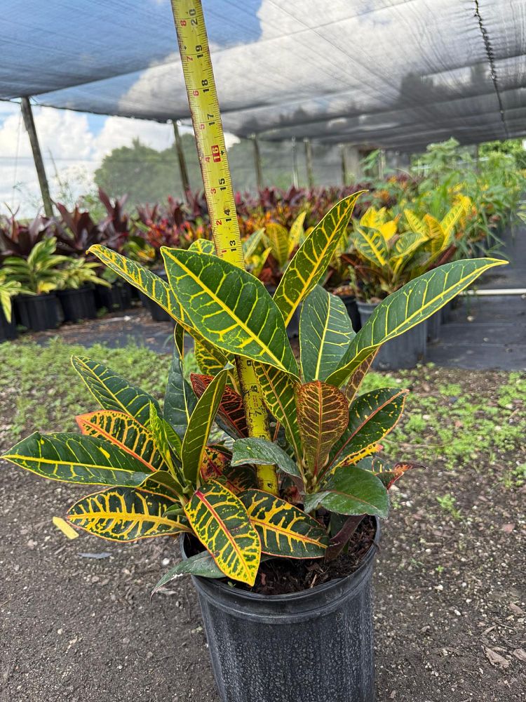 codiaeum-variegatum-petra-croton