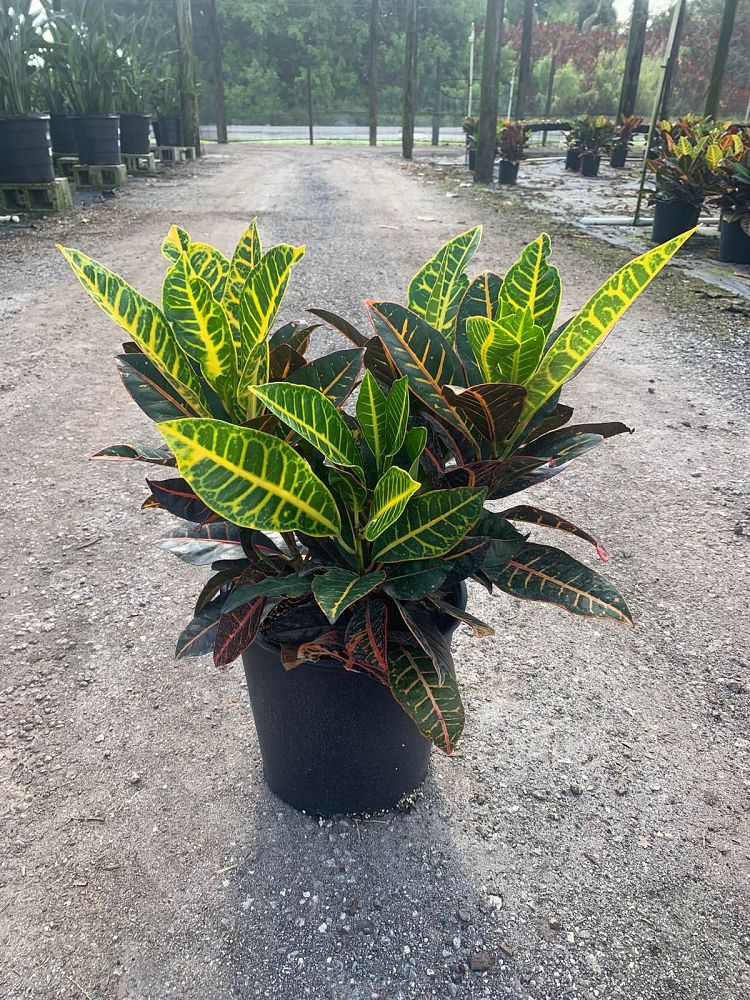 codiaeum-variegatum-petra-croton