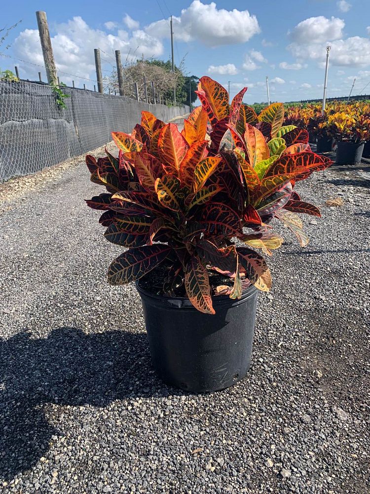 codiaeum-variegatum-petra-croton