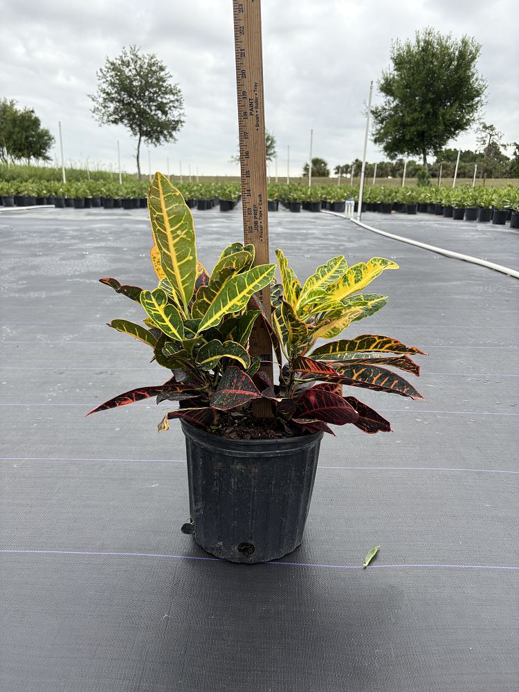 codiaeum-variegatum-petra-croton