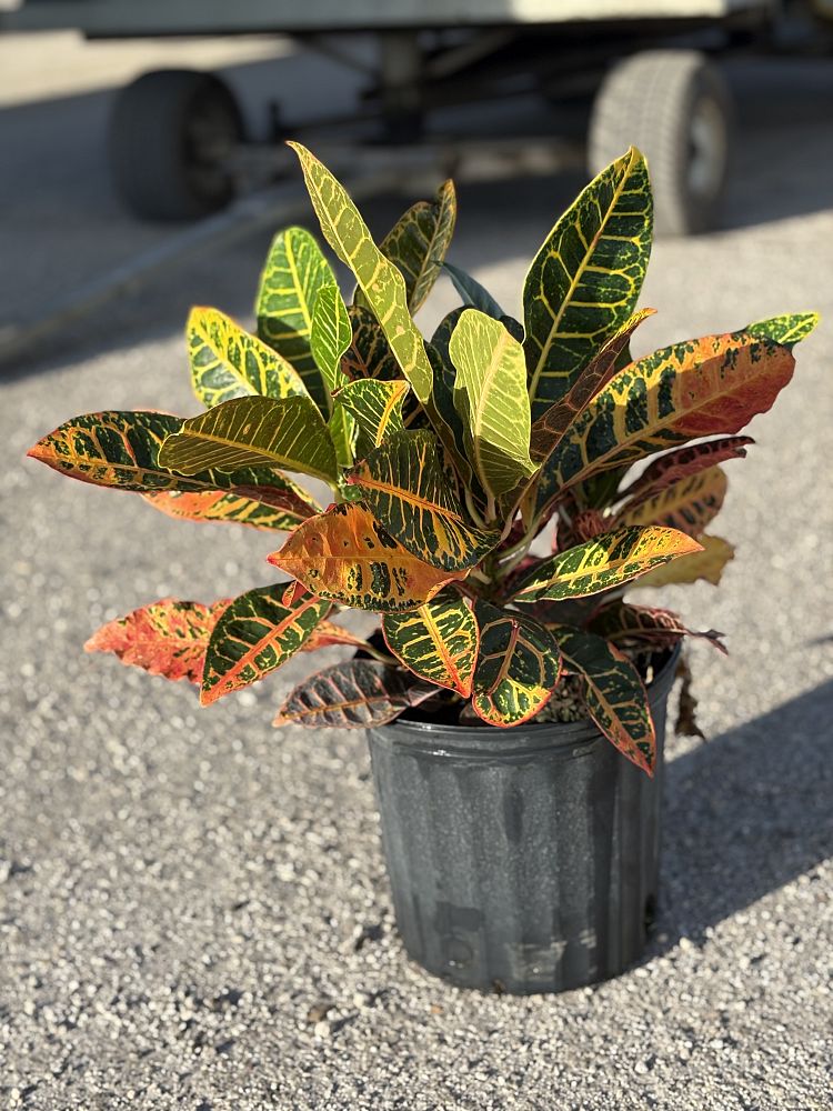 codiaeum-variegatum-petra-croton