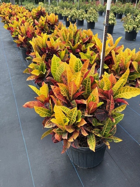 codiaeum-variegatum-petra-croton