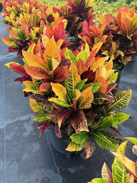 codiaeum-variegatum-petra-croton
