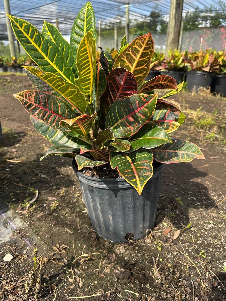 codiaeum-variegatum-petra-croton