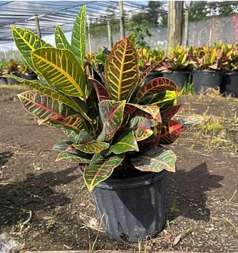 codiaeum-variegatum-petra-croton