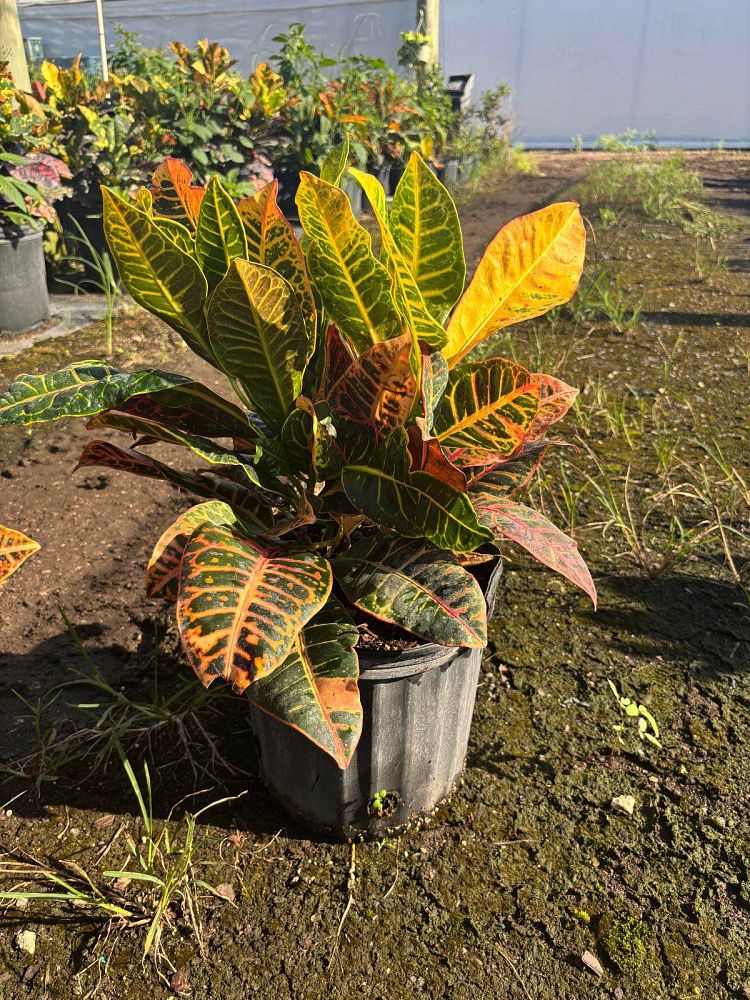 codiaeum-variegatum-petra-croton