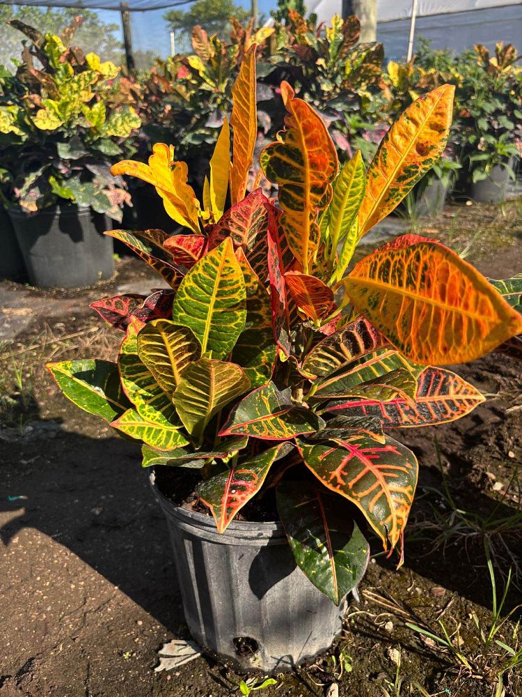 codiaeum-variegatum-petra-croton