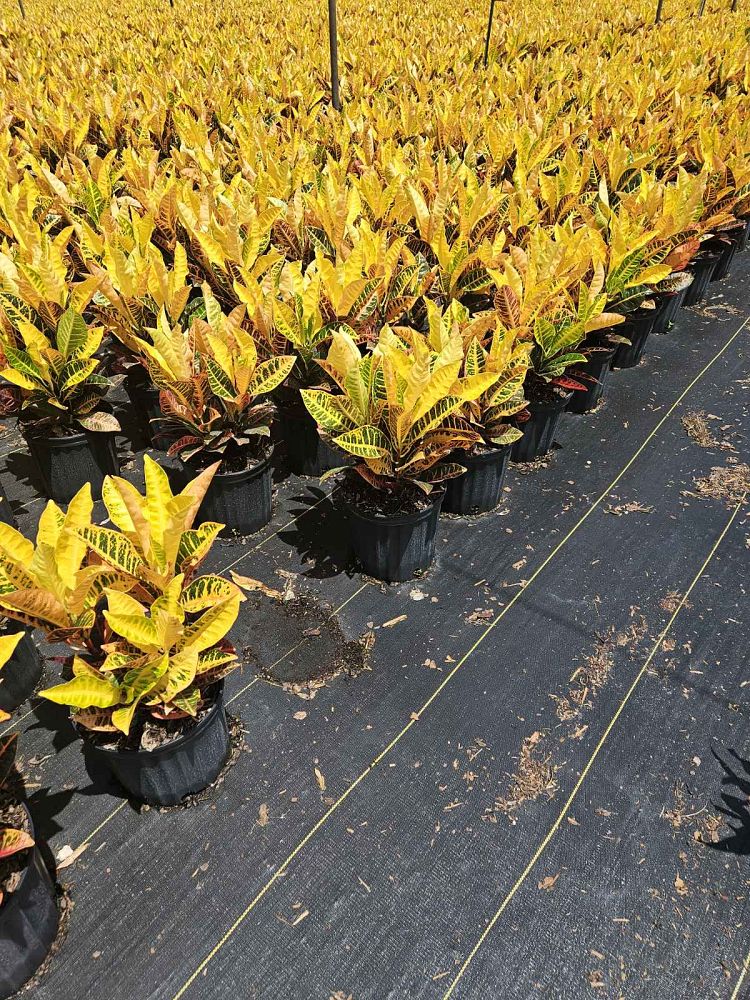codiaeum-variegatum-petra-croton
