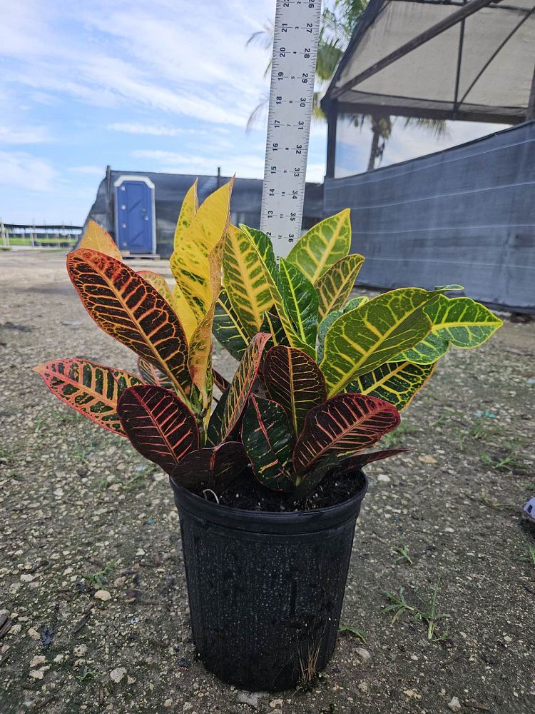codiaeum-variegatum-petra-croton