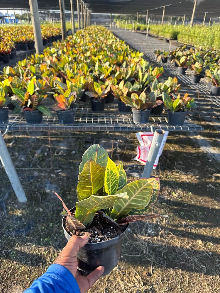 codiaeum-variegatum-petra-croton