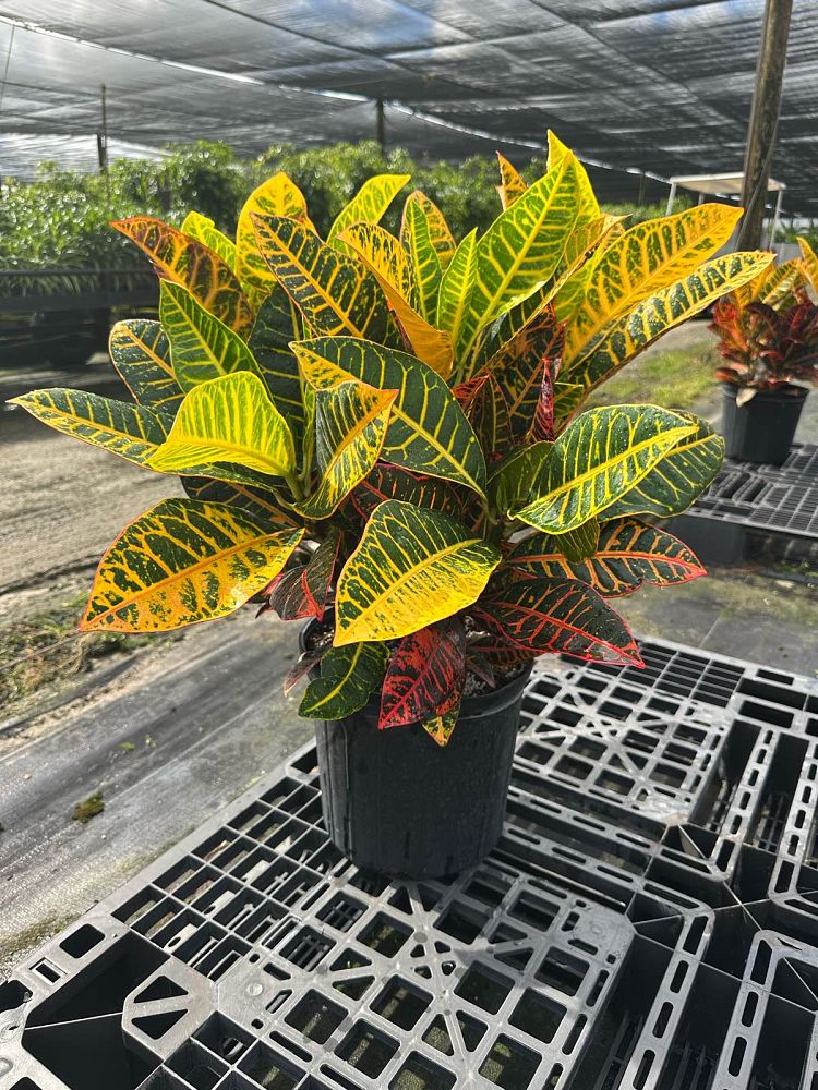 codiaeum-variegatum-petra-croton