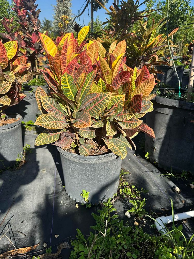 codiaeum-variegatum-petra-croton