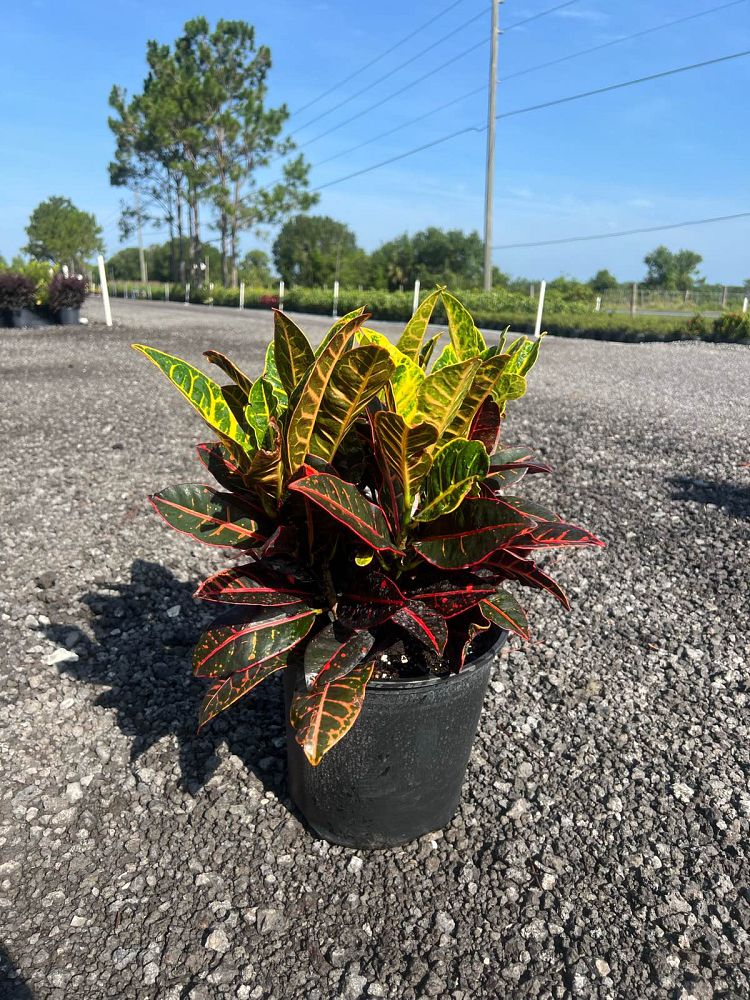 codiaeum-variegatum-petra-croton