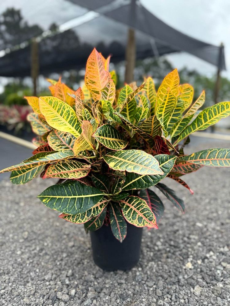 codiaeum-variegatum-petra-croton