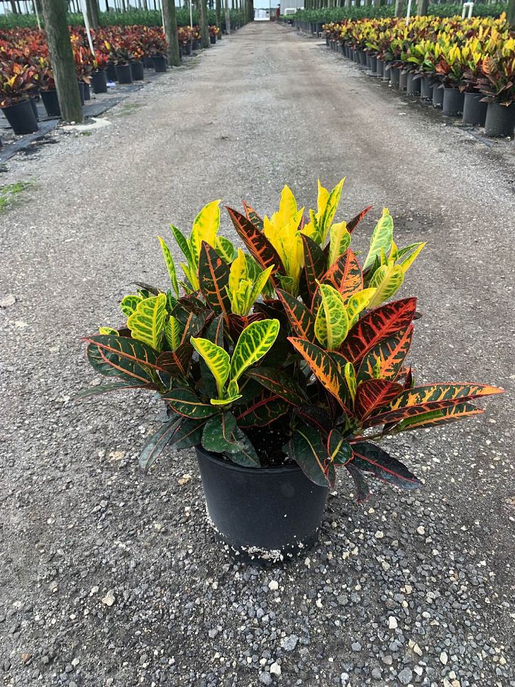 codiaeum-variegatum-petra-croton