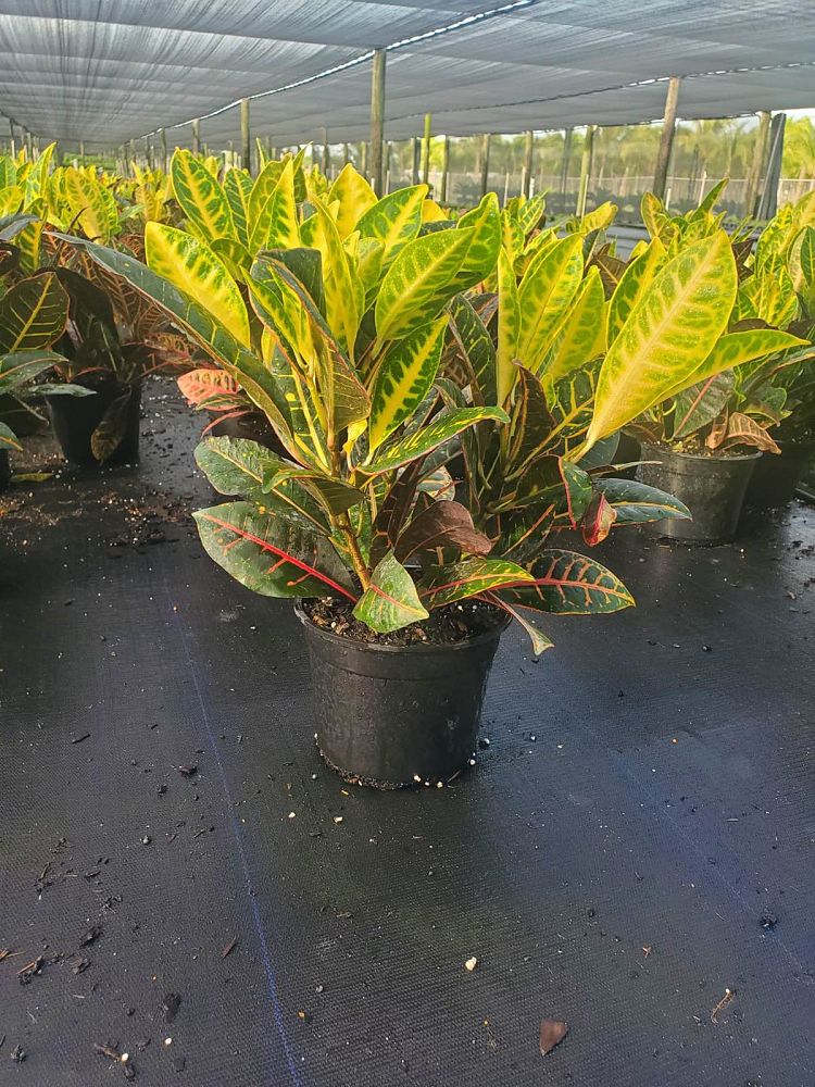 codiaeum-variegatum-petra-croton