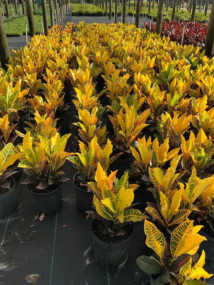 codiaeum-variegatum-petra-croton
