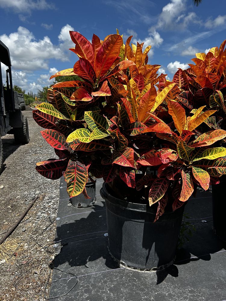codiaeum-variegatum-petra-croton