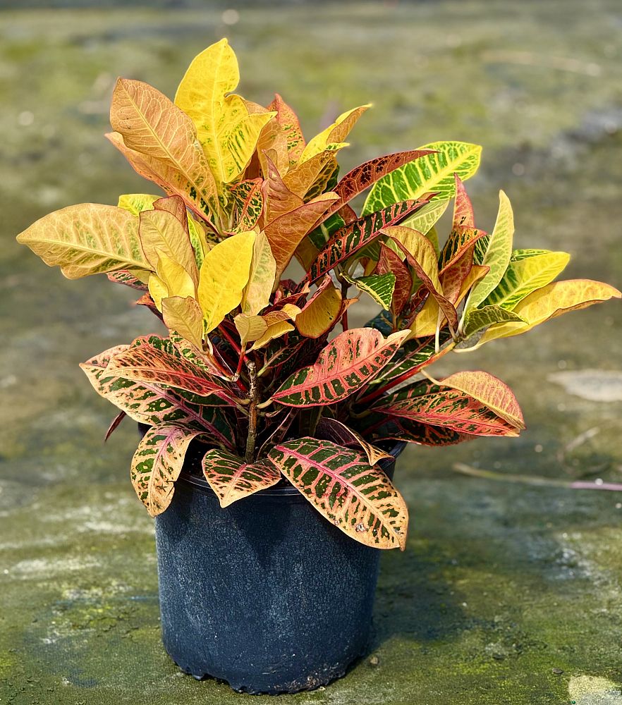 codiaeum-variegatum-petra-croton