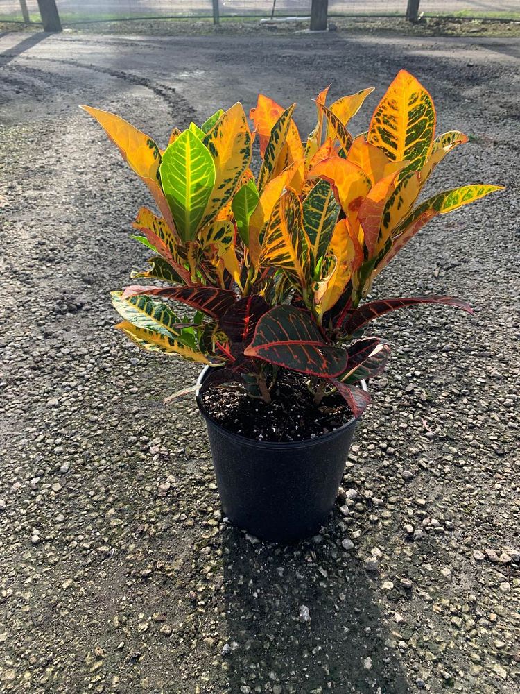codiaeum-variegatum-petra-croton