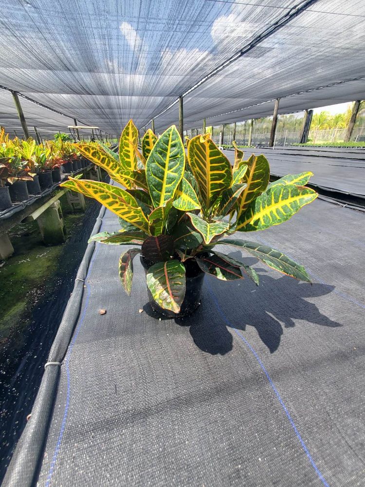 codiaeum-variegatum-petra-croton