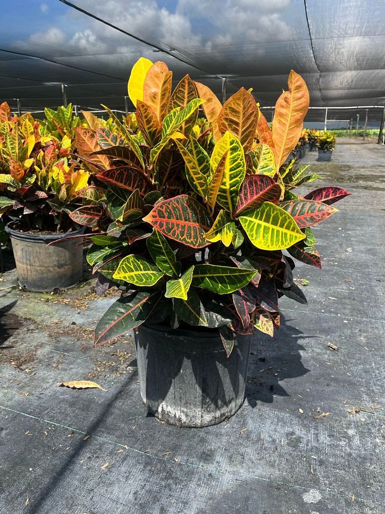 codiaeum-variegatum-petra-croton