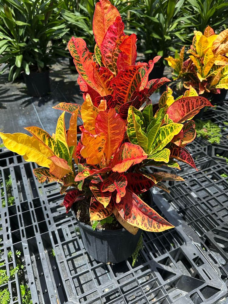 codiaeum-variegatum-petra-croton