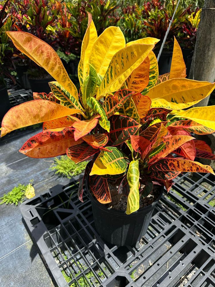 codiaeum-variegatum-petra-croton
