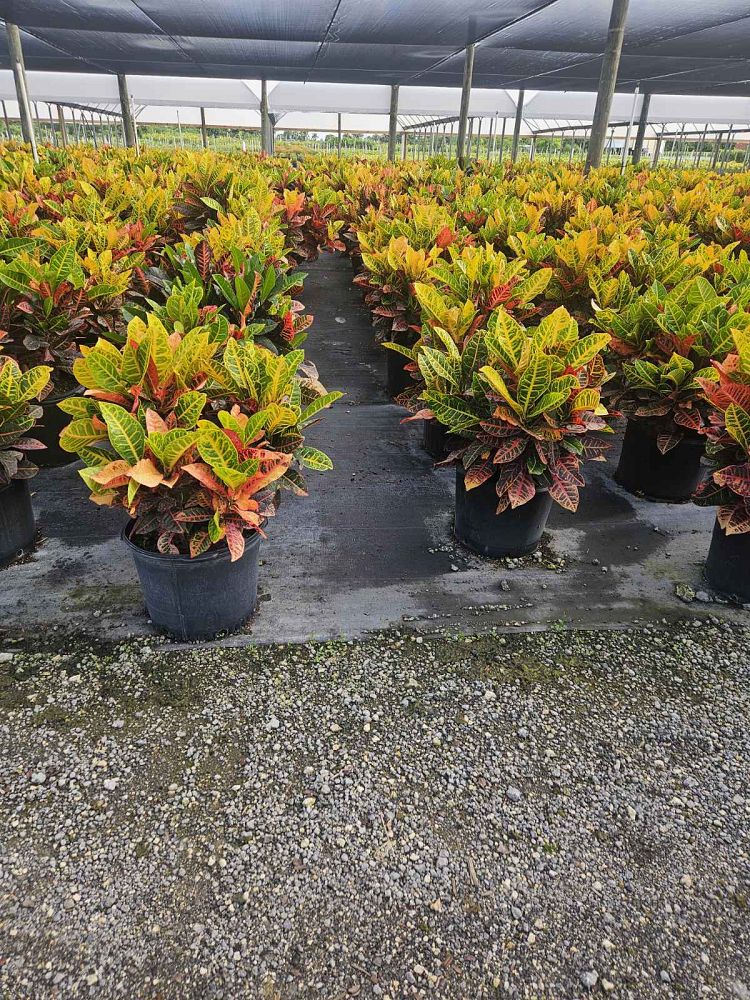 codiaeum-variegatum-petra-croton